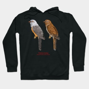 Plaintive Cuckoo | Cacomantis merulinus ⚥ Hoodie